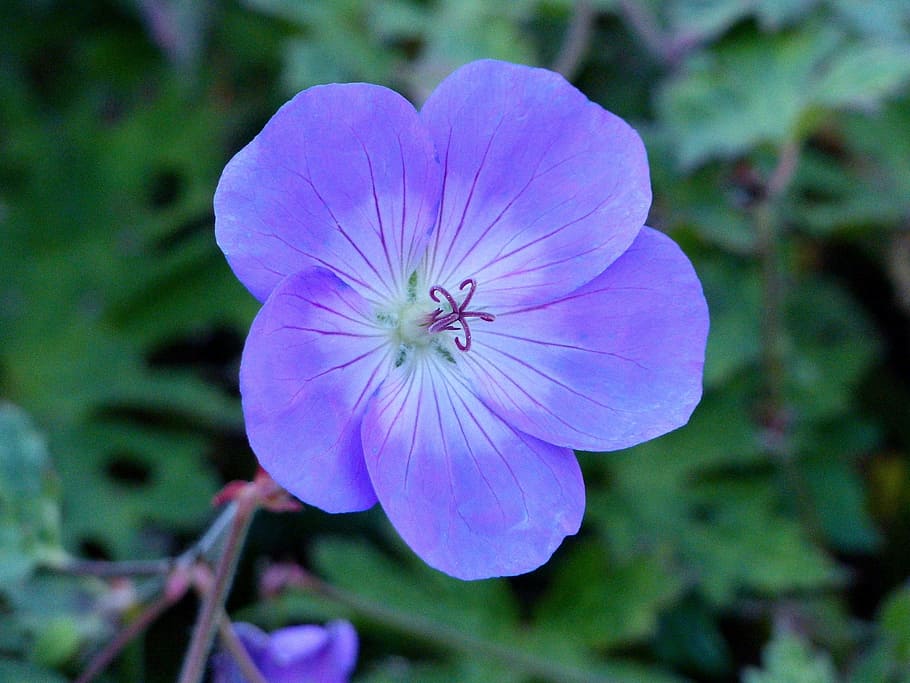 Flower, Blue, Green, Green, Leaf, Autumn, garden, petal, growth HD wallpaper