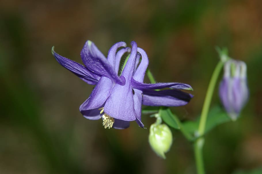 flower, purple, flowering plant, vulnerability, beauty in nature HD wallpaper
