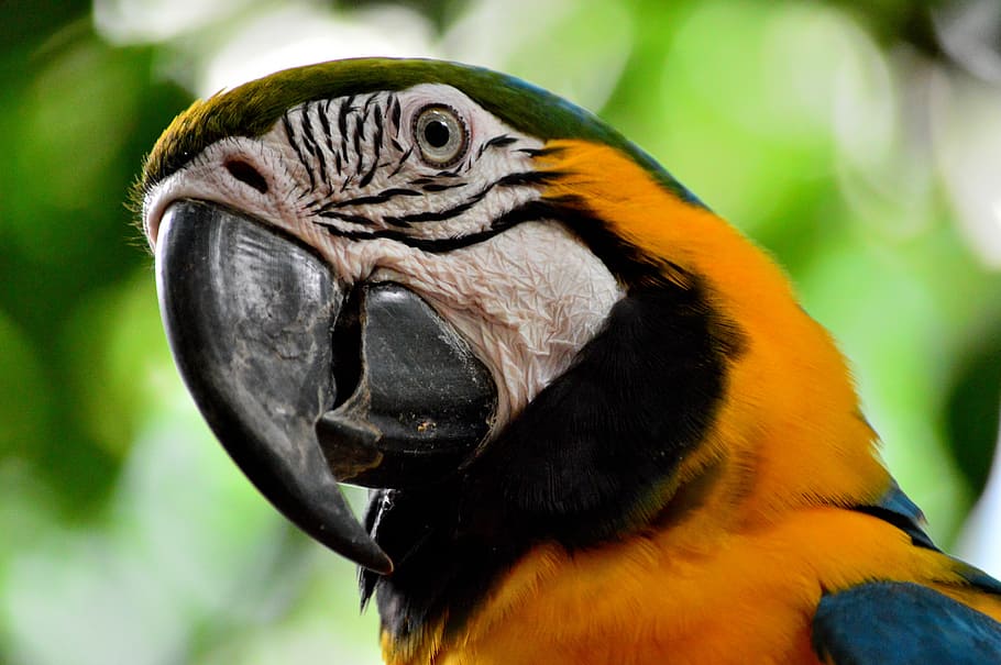 Scarlet Macaw in bokeh photography, parrot, ave, orange, curious HD wallpaper