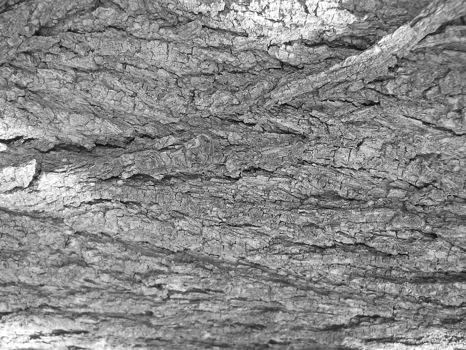 tree bark, texture, black and white, black white, full frame HD wallpaper