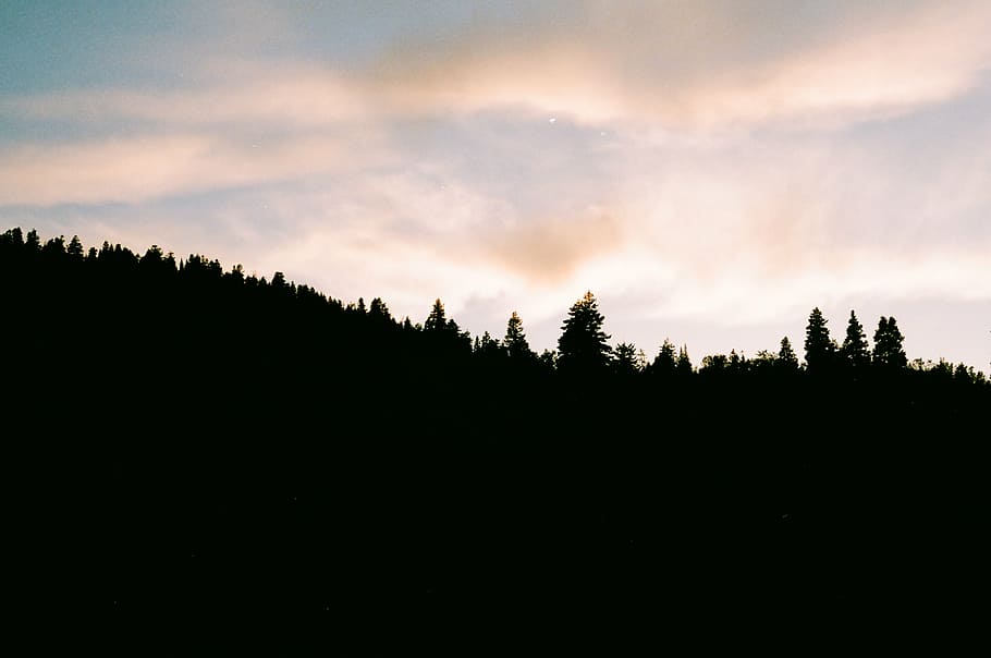 silhouette photo of trees under sky, forest, daytime, sunset HD wallpaper
