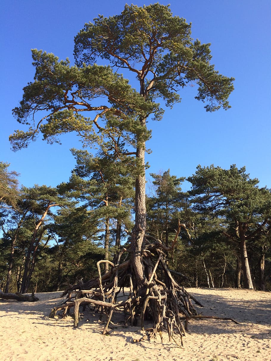 tree, sand, trees, landscape, dunes, plants, netherlands, soester dunes HD wallpaper