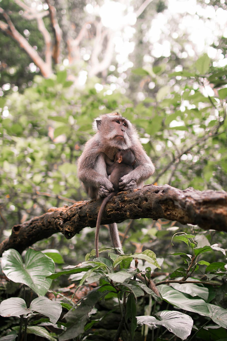 monkey on top of tree branch, brown monkey on branch during daytime HD wallpaper