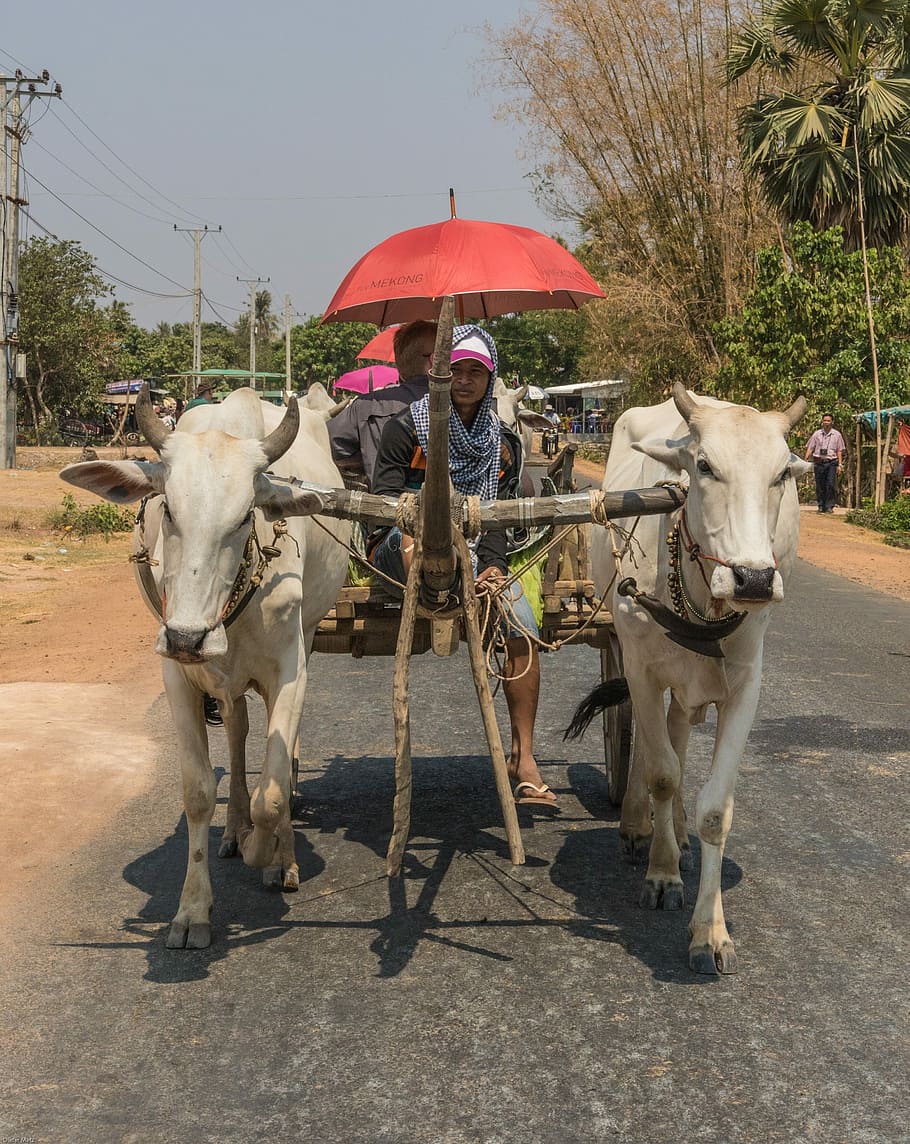 Cambodia, Taxi, Water Buffalo, Vehicle, cows, road, asia, cultures