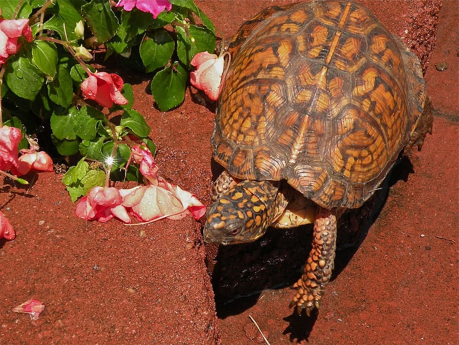 Box Turtle, Reptile, Amphibian, Wildlife, shell, animal, tortoise, HD wallpaper