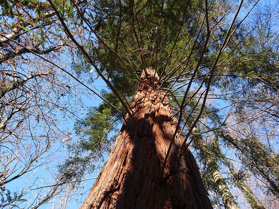 sequoia, forest, evergreen, tree, branch, day, low angle view HD wallpaper