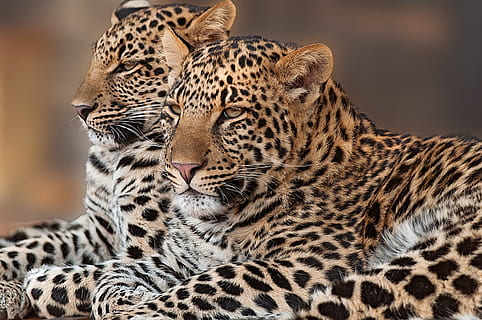 two reclining leopards, cub, rosettes, pardus, nature, africa HD wallpaper