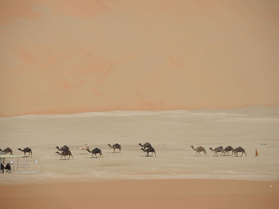 group of camels walking on desert lake at daytime, landscape photography of group of camel in desert during daytime HD wallpaper