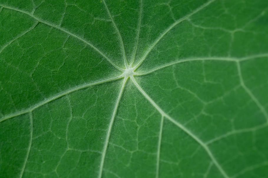 leaf, kohlrabi leaf, green, green leaf, garden, nature, close up, HD wallpaper