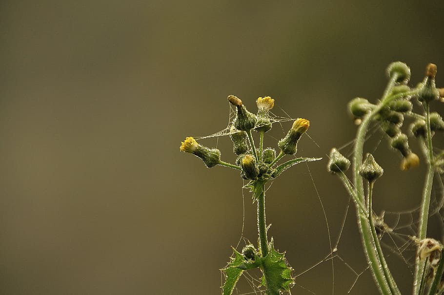 autumn, spider webs, dew, plant, fragility, close-up, growth HD wallpaper