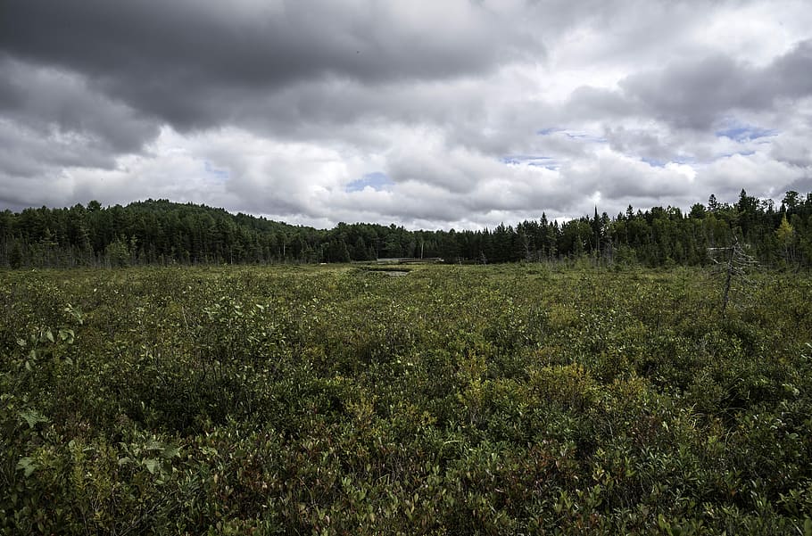 Cloudy Skies over the Bog at Algonquin Provincial Park, Ontario HD wallpaper