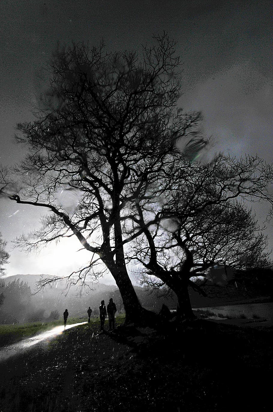 rain, tree, cumbria, raindrops, weather, water, wet, nature HD wallpaper