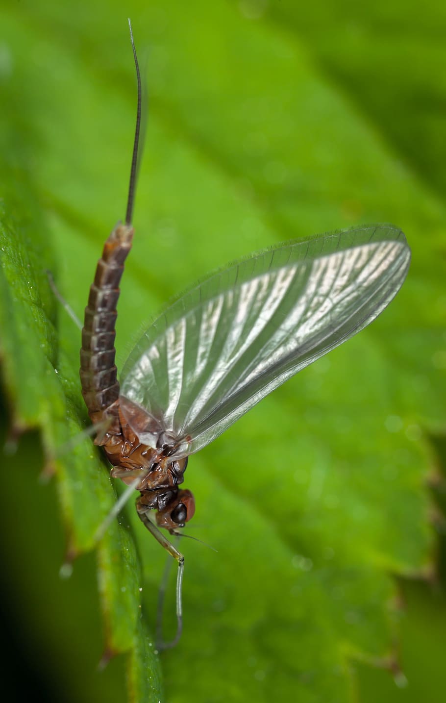 insect, nature, wing, sheet, outdoors, macro, ephemera, invertebrate HD wallpaper