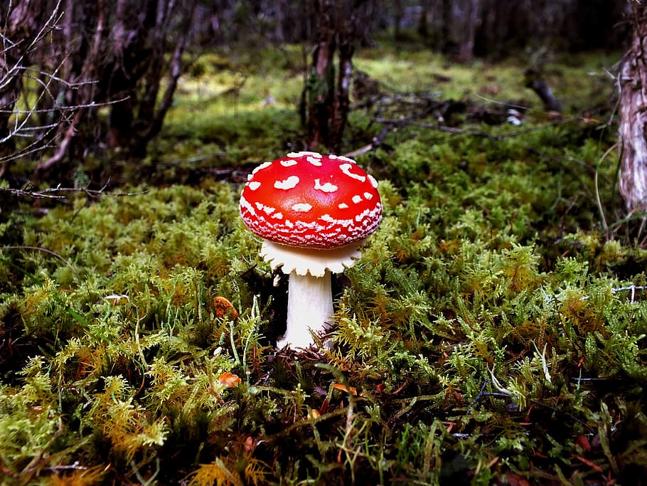 toadstool, forest, wild, nature, fungus, fungi, woodland, food HD wallpaper