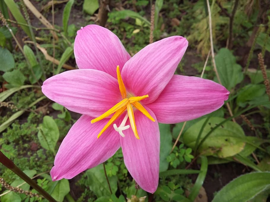 Flower, Wild, Pink, Spring, Nature, wild flora, beauty, petals HD wallpaper