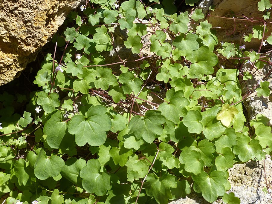 Dulcimer, Herb, Green, Green Stuff, dulcimer herb, zymbelkraut, HD wallpaper