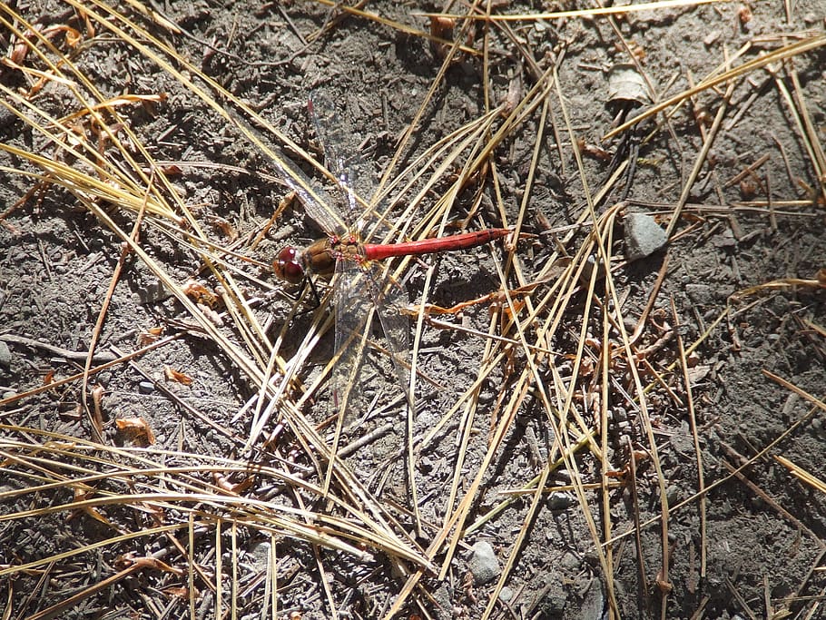 dragonfly, bug, nepal, himalayan, land, high angle view, field HD wallpaper