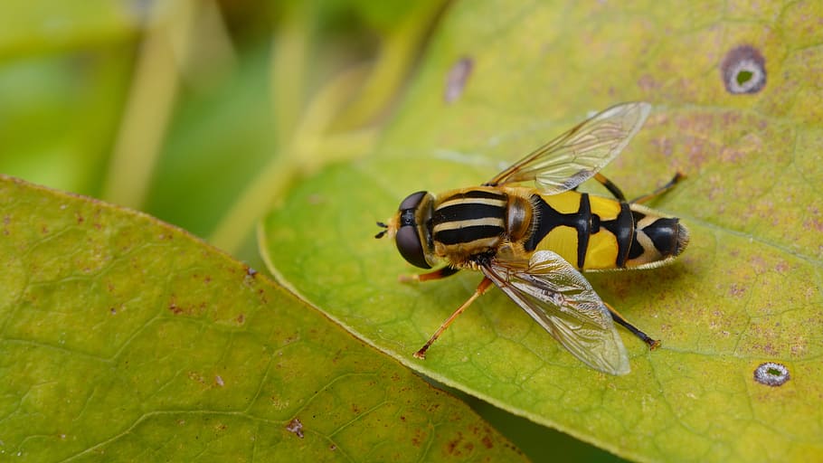 fly, hoverfly, nature, insect, animal, yellow, garden, close HD wallpaper