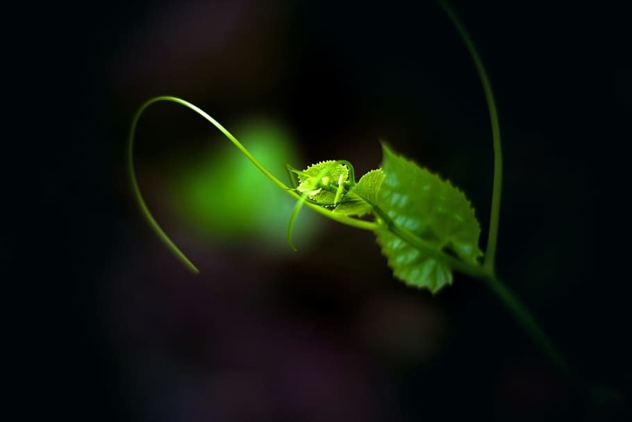 leaf, green, new leaf, wallpaper, nature, natural, animal wildlife HD wallpaper