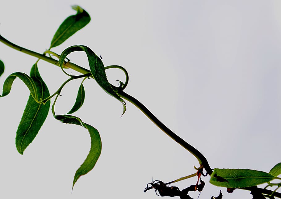 nature, branch, foliage, green, macro, leaf, plant part, green color HD wallpaper