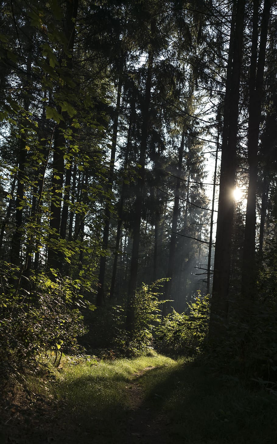 forest, panoramic, light, mood, atmosphere, landscape, nature HD wallpaper