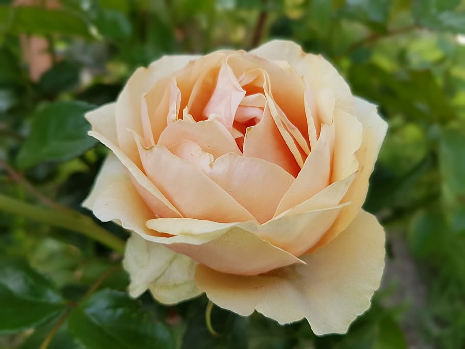Flowers, Summer, rose, petal, nature, rose - flower, flower head HD wallpaper