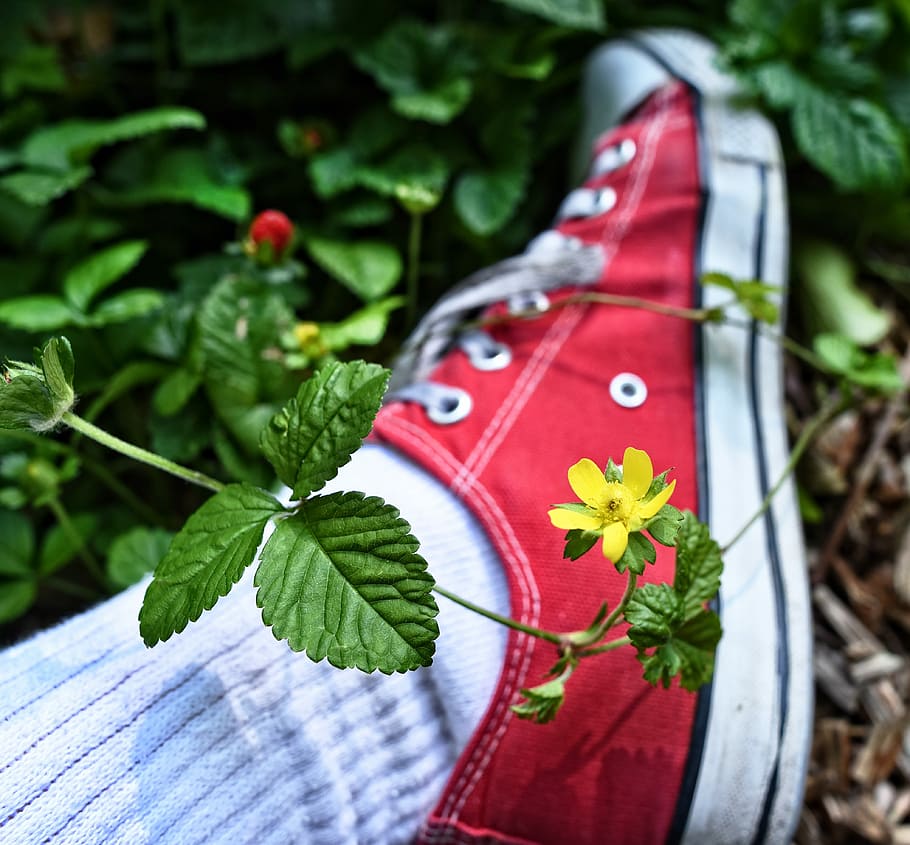 foot, shoe, sneaker, sock, person, female, flower, leaf, outdoors HD wallpaper