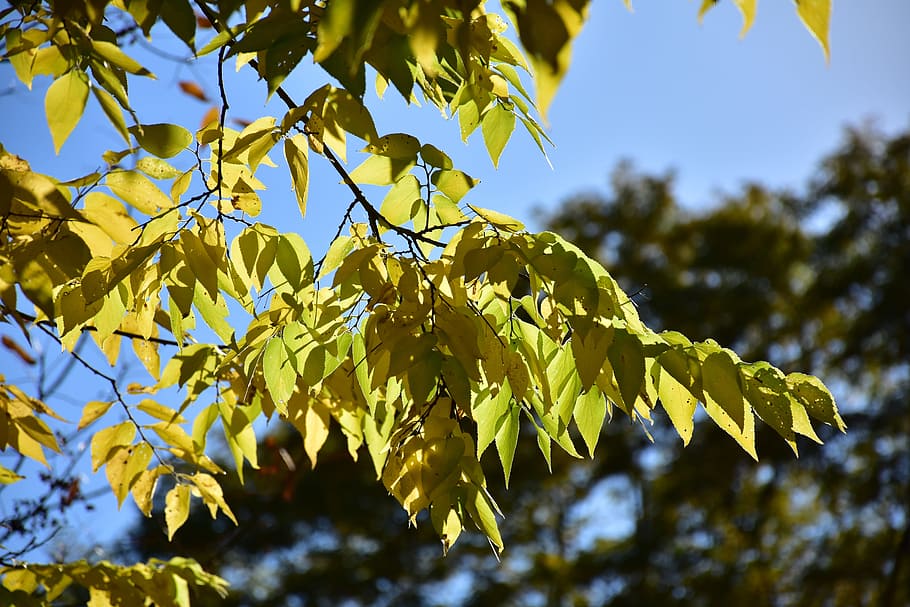 Leaves, Leaf, Tree, Sun, Plant, sky, green, nature, flora, outdoor HD wallpaper