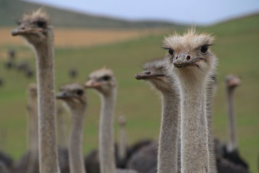 flock of ostrich, bouquet, bird, flightless bird, head, feather, HD wallpaper