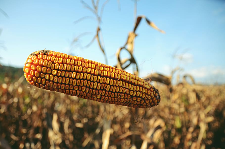 Levitacorn, yellow corn in selective focus photography, corn on the cob HD wallpaper
