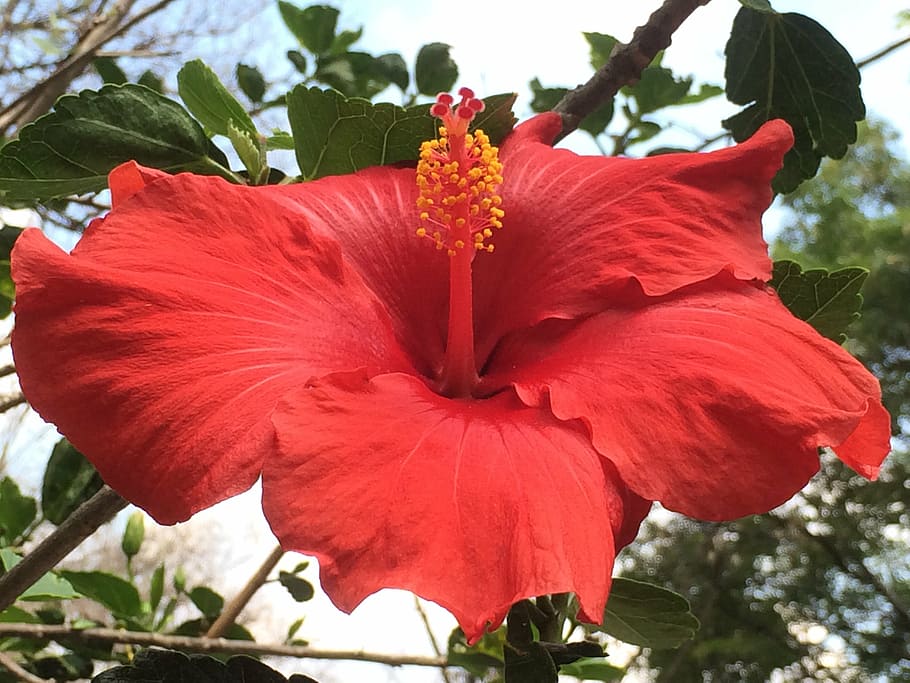 flower, red, nature, spring, color, plant, natural, flowering plant HD wallpaper