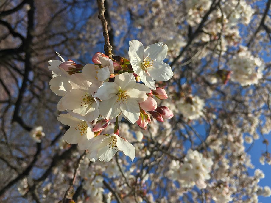 sakura, spring, japan, blossom, cherry, japanese, cherry blossoms HD wallpaper