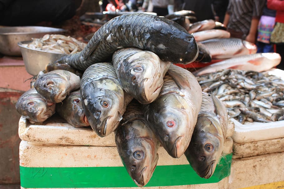 fish, fish treatment, fish stand, nepal, kathmandu, market, HD wallpaper