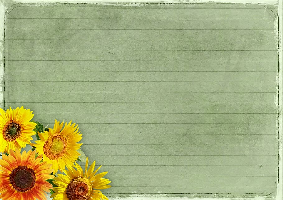 gray chalk board, flowers, frame, sunflower, background image, HD wallpaper