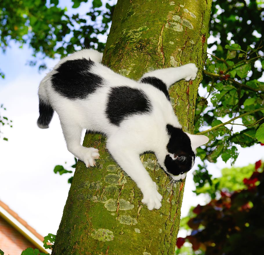 adult white and black cat on tree, climb, young cat, pet, nature HD wallpaper