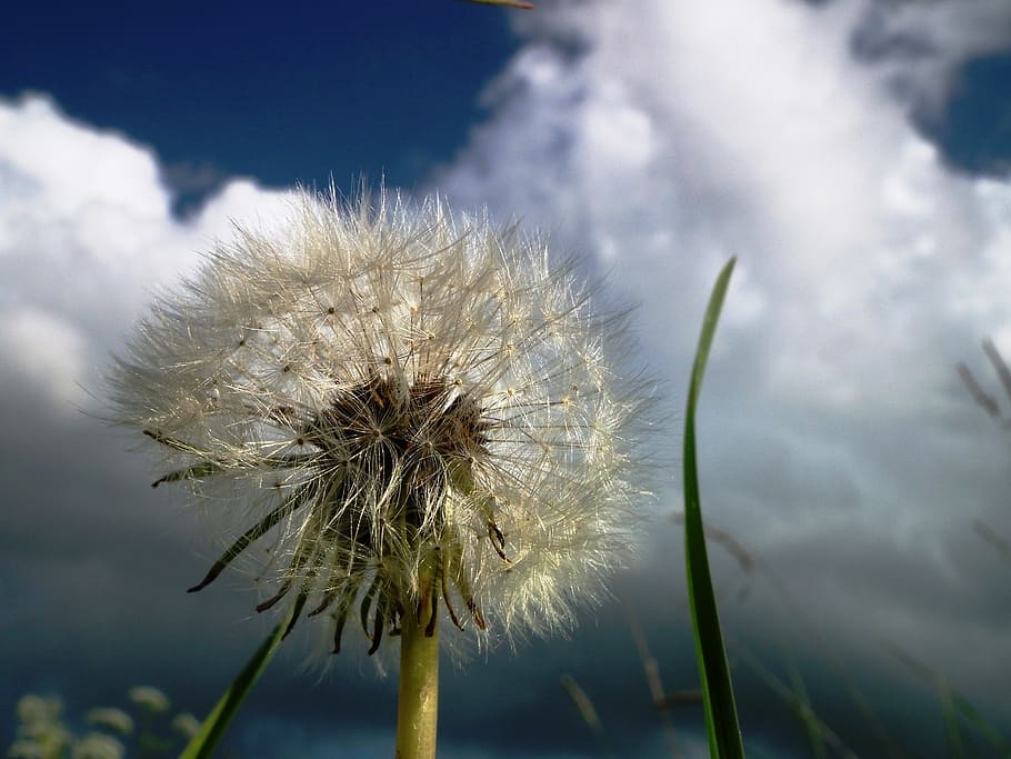 dandelion, flower, cloud, sky, blossom, bloom, white, green HD wallpaper