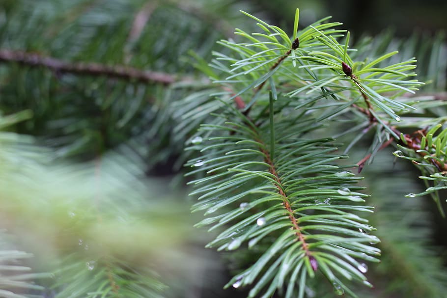 Pine, Needles, Plant, pine needles, nature, flora, evergreen HD wallpaper