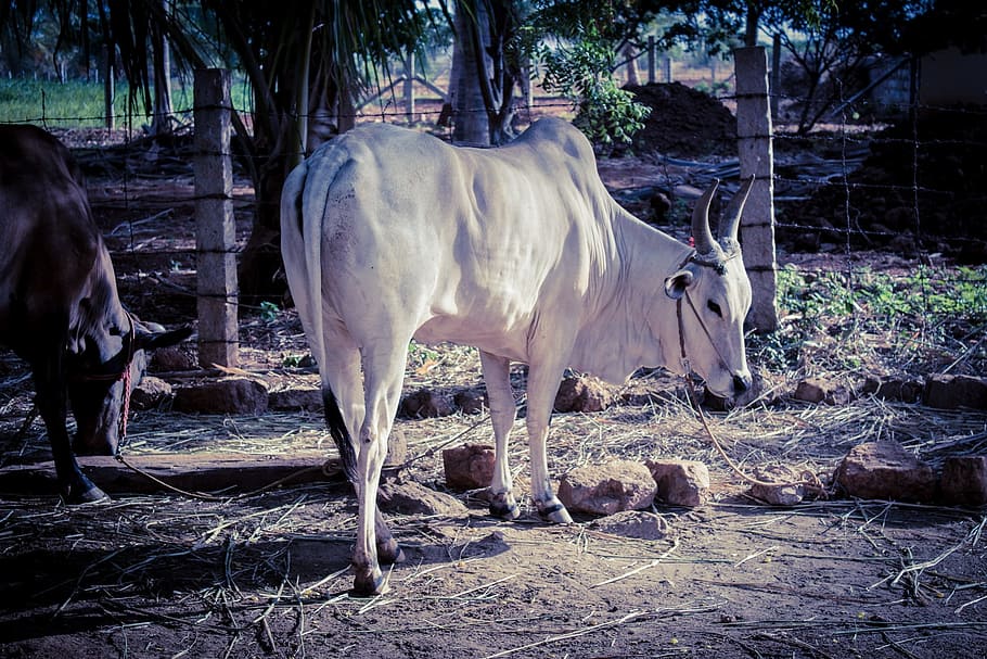 HD wallpaper: bull, kangeyam, tamilnadu bull, cow, farming, banpeta,  agriculture | Wallpaper Flare