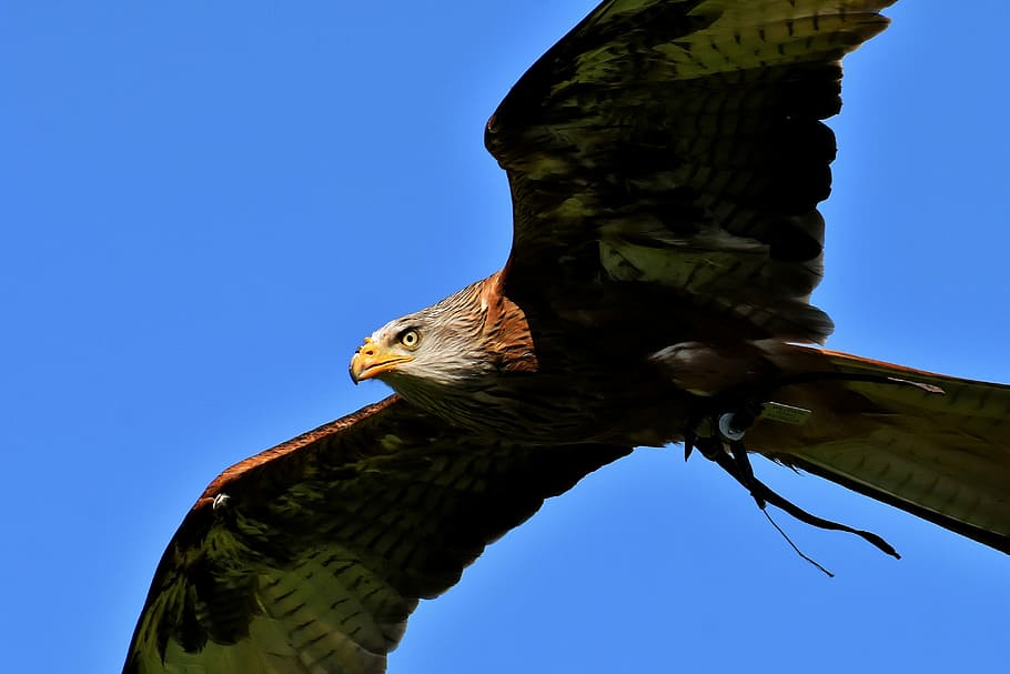 gray bald eagle on flight photo, red kite, milvus milvus, animal world, HD wallpaper