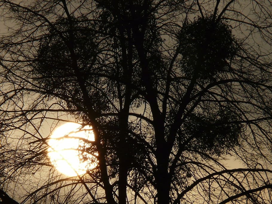 tree, mistletoe, parasite, mood, sun, sunset, abendstimmung, HD wallpaper