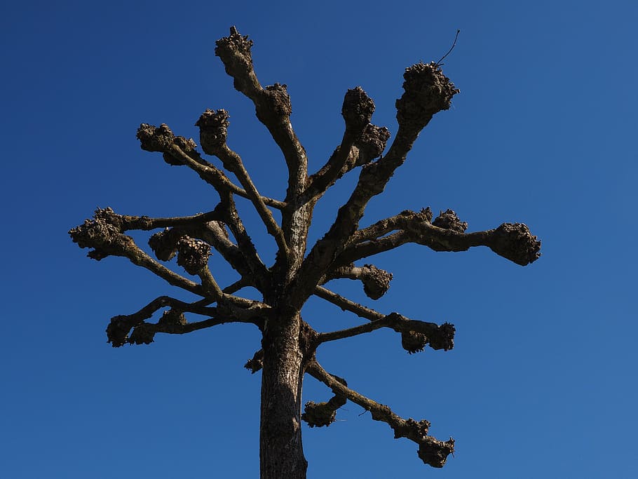 plane, beschnitten, cut, tree, kahl, truncate, nature, branch HD wallpaper