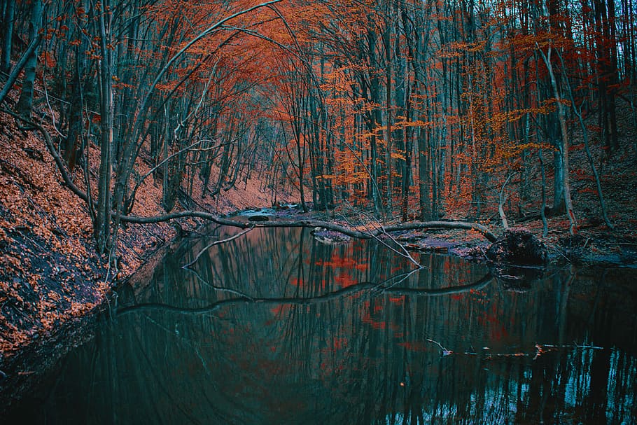 calm body of water, orange trees near bodies of water, forest