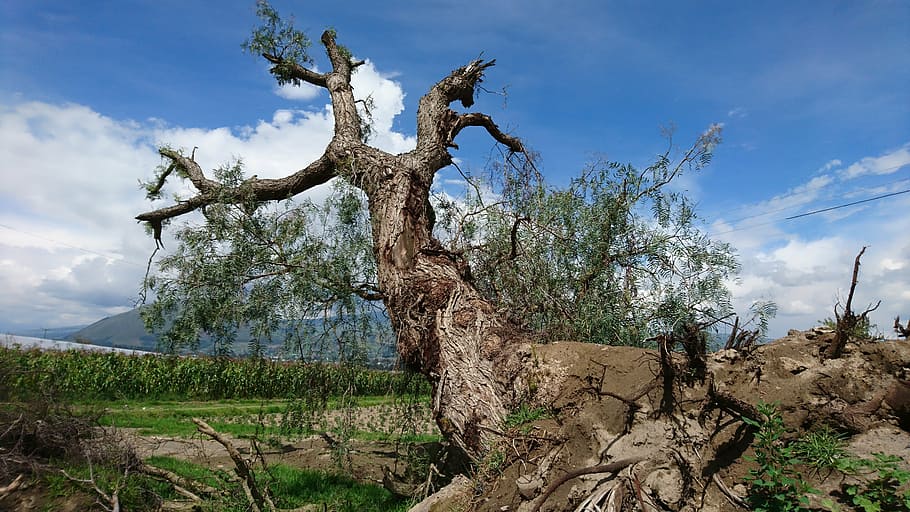 tree, ambato, ecudador, fallen, plant, sky, cloud - sky, nature HD wallpaper