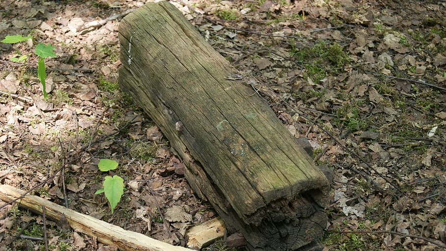 tribe, tree, wood, land, wood - material, plant, nature, high angle view HD wallpaper