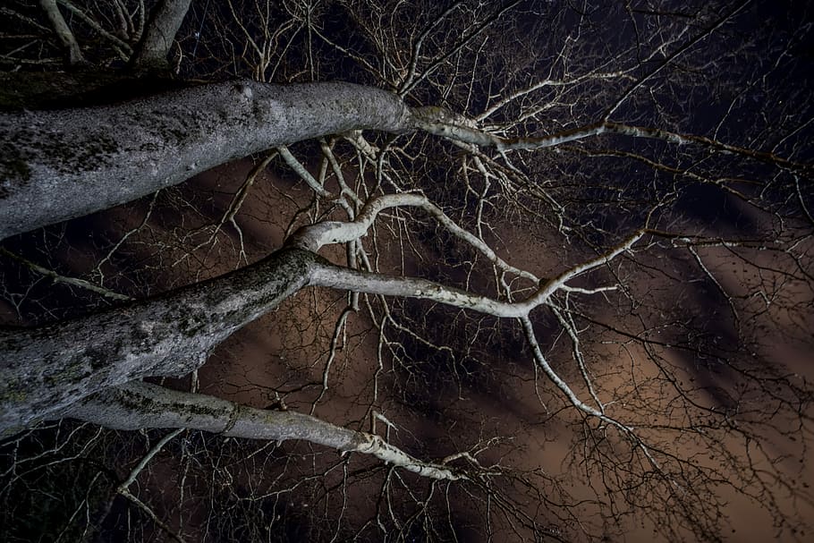 branches, night, sky, clouds, landscape, forest, dark landscape HD wallpaper