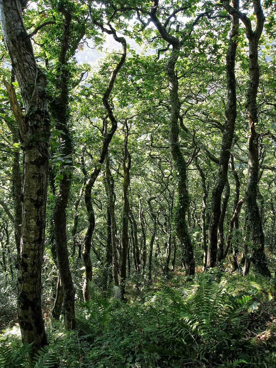 woodland, trees, forest, dappled, landscape, gnarled, foliage HD wallpaper