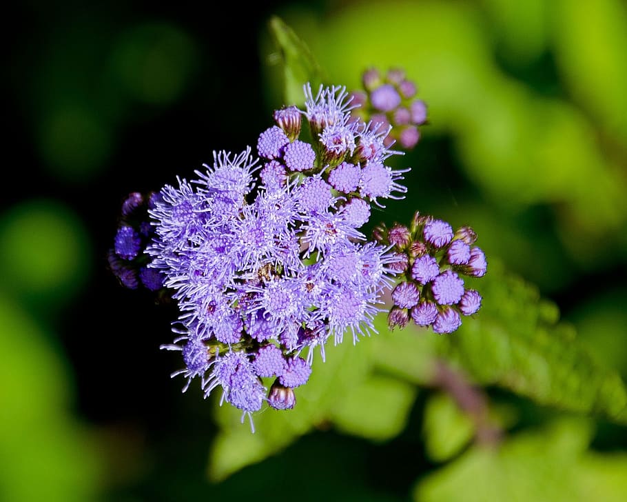 blue, ageratum, flower, flowering plant, beauty in nature, freshness HD wallpaper