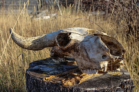 brown animal skull on top of brown wood stump, Old, Skull, Cow HD wallpaper