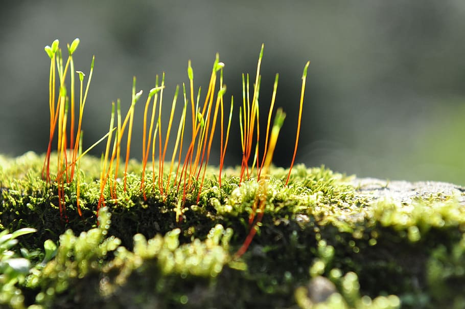 Moss, Plant, Biological, nature, green Color, close-up, grass HD wallpaper