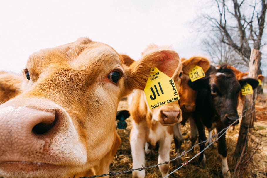 three beige and black cattle standing near barbwire, closeup HD wallpaper